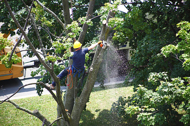 Best Emergency Tree Removal  in Overland, MO