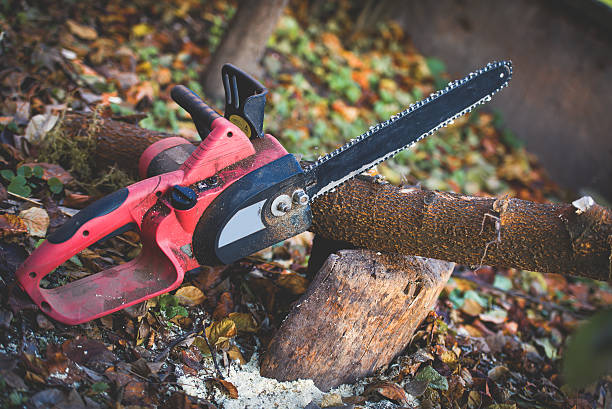 Best Tree Removal  in Overland, MO